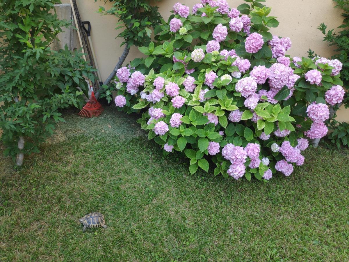 Spacious Apartment With Big Garden Near Beach سبليت المظهر الخارجي الصورة